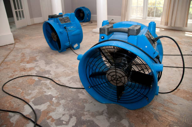 Best Mold removal after water damage  in Union Hill Novelty Hill, WA