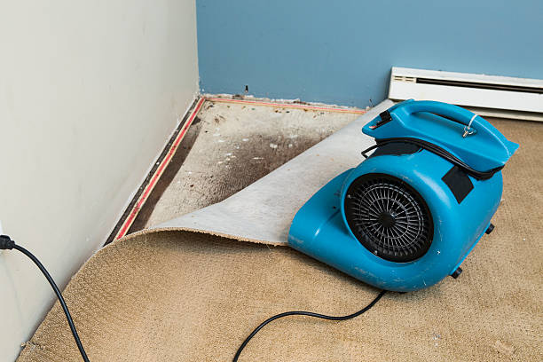 Best Flood damage cleanup  in Union Hill Novelty Hill, WA